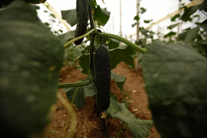 הרשויות המליצו לכל מי שביקר בגרמניה לאחרונה לשמור על רמת היגיינה גבוהה