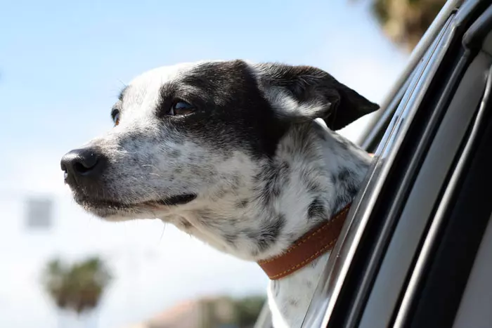 כלב משקיף מחלון המכונית