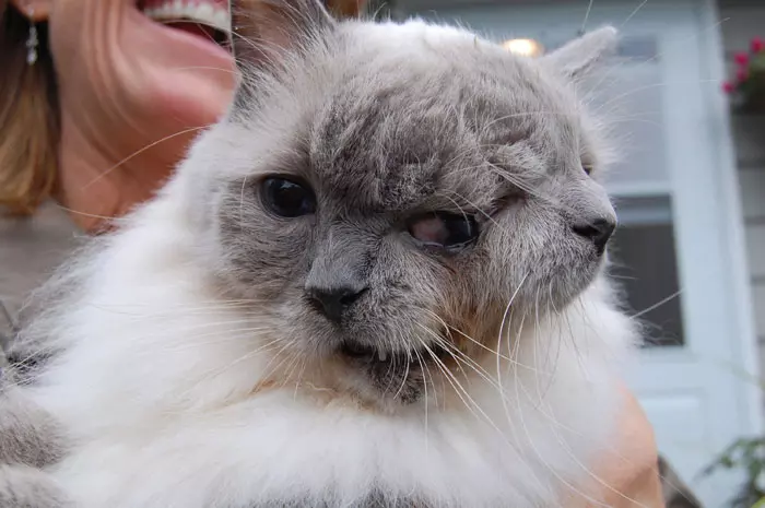 חתול בעל שני פרצופים נכנס לספר שיאי גינס, 27 בספטמבר 2011