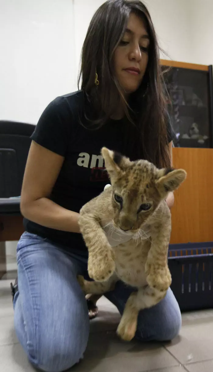 נשיאת קבוצה הפועלת לזכויות בעלי חיים בלבנון, לנה אל-חליל, מחזיקה גור אריה בן 5 שבועות במרכז רפואי לבעלי חיים בביירות, בירת לבנון, 7 אוקטובר, 2011