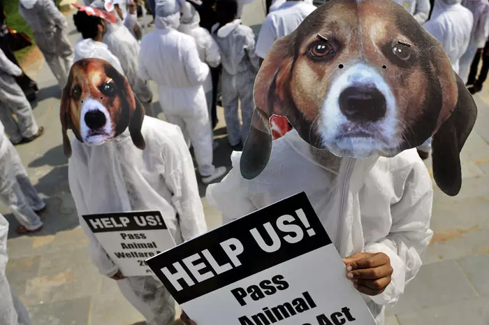 הפגנות בהודו למען זכויות לבעלי חיים, ניו דלהי, הודו. 15 באוקטובר 2011