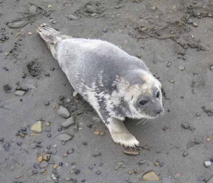 כלב ים שחלה בוירוס מסתורי, אלסקה, 13 באוקטובר 2011