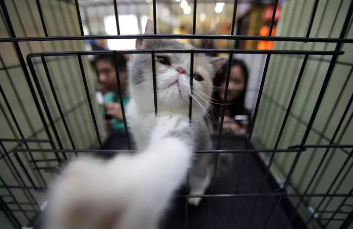חתולה פרסית מושיטה את כפותייה בתערוכה שנערכה בפרובינציית חובי שבסין. 22 באוקטובר 2011
