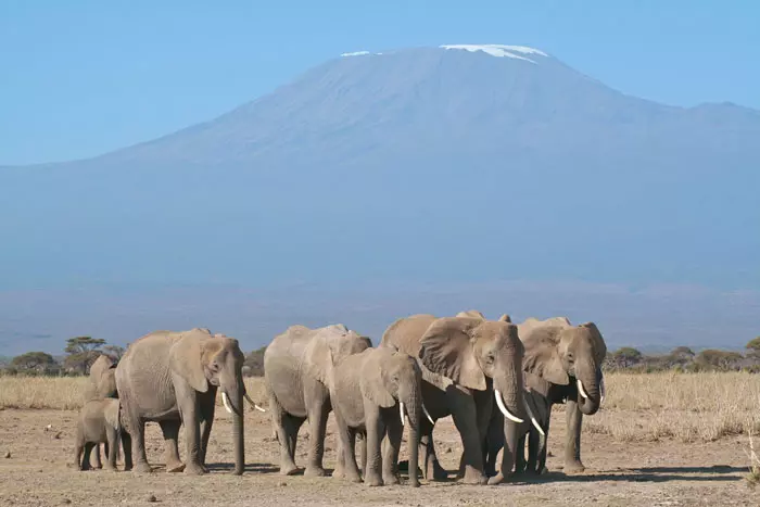 פילים למרגלות הר קניה, קניה