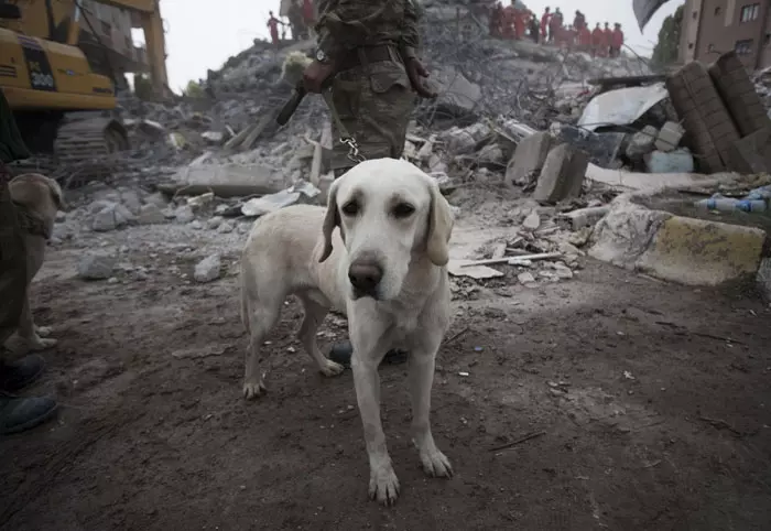 כלב חילוץ והצלה ליד בנין שהתמוטט ברעש האדמה בעיר ארקיס, טורקיה, 26 באוקטובר 2011