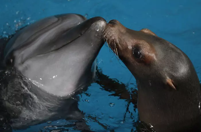 דולפין וכלב ים מתנשקים, מיורה, יפן.  5 בנובמבר 2011