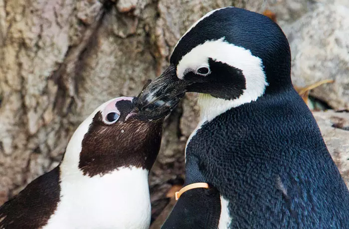 שני פינגווינים מתנשקים, טורונטו, קנדה. 8 בנובמבר 2011