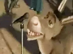 חמור נאמן משרק