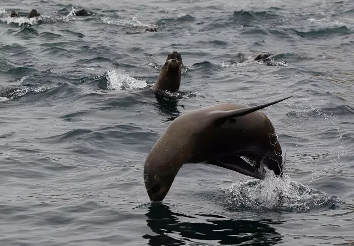 אריות ים חוזרים לטבע, פרו  19 בנובמבר 2011