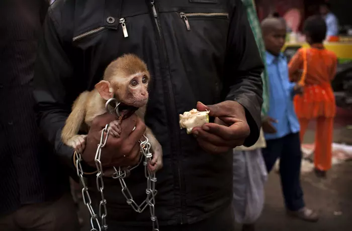 סוחר חיות הודי מציע קוף למכירה, ביהר, הודו. 16 בנובמבר 2011