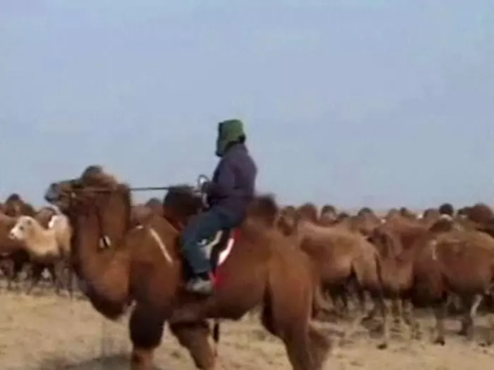 כל הגמלים חצו את קו הסיום. המרוץ שובר השיא