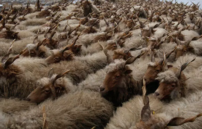 עדר כבשי ראקה, הורטובג'י, הונגריה. 26.11.2011