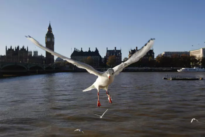 שחפים מתעופפים מעל נהר התמזה, לונדון, אנגליה. 27.12.20111
