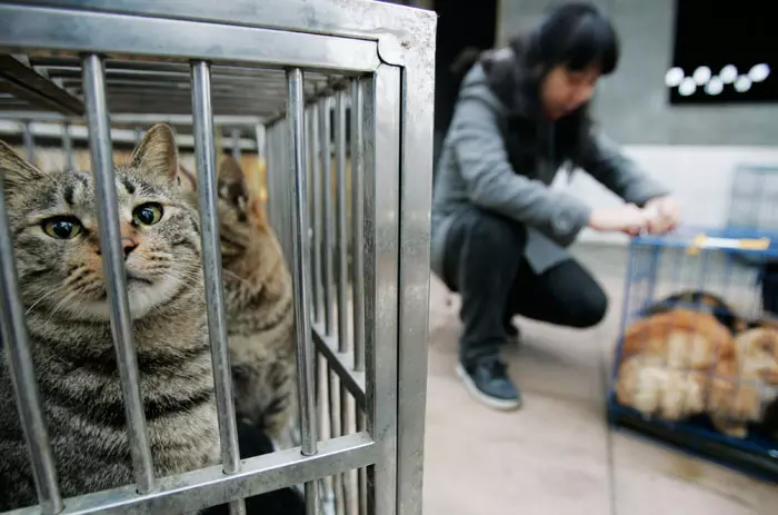 . חתול בכלוב, צ'אנגדו, סין. 4.12.2011