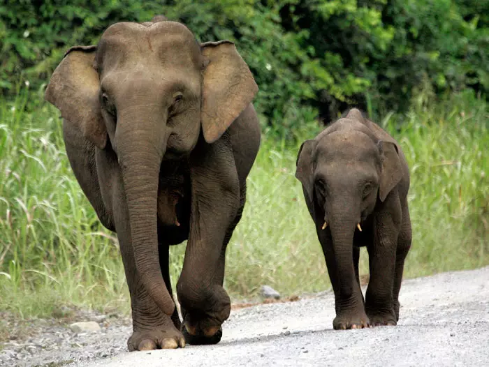 נמוכים ב-30-60 ס"מ מהפיל האסייתי הרגיל. פילים פיגמיים בבורניאו