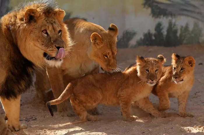 משפחת אריות, גן החיות בידודה, ירדן. 15.12.2011