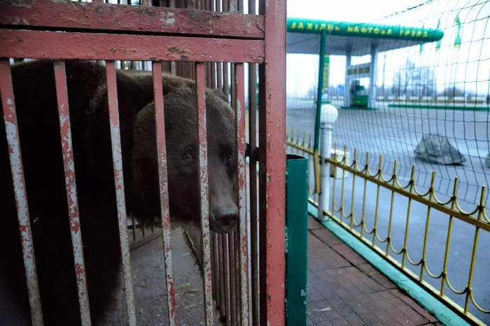 דובה בכלוב בתחנת דלק, אוקראינה. 15.12.2011