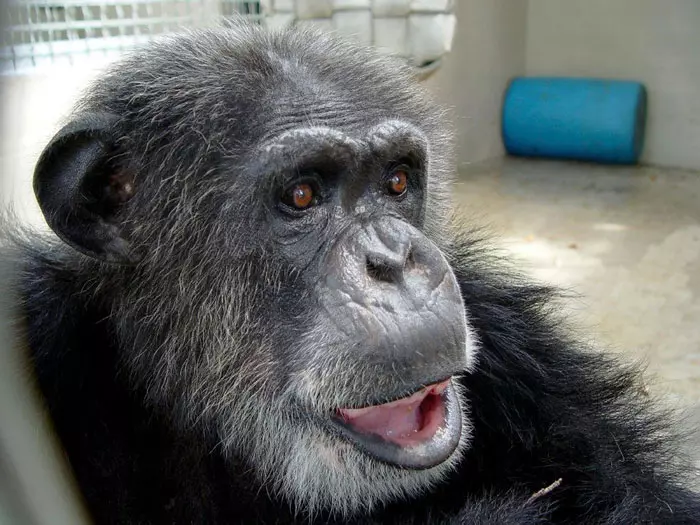 צ'יטה השימפנזה מת בגיל 80. פלורידה, ארה"ב. 28.12.2011