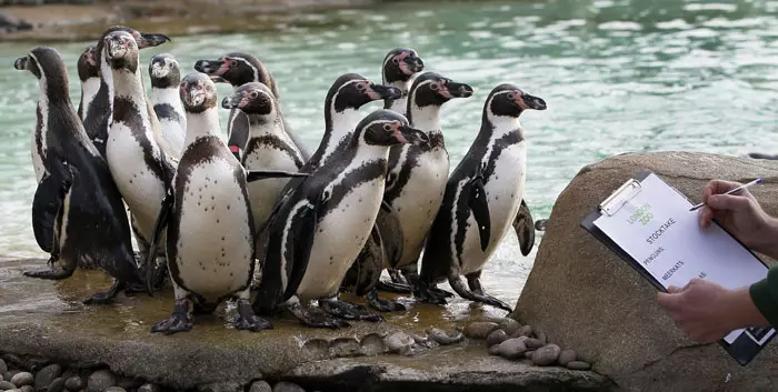 כ-30 פינגווינים נותחו באוניברסיטת פורטו אלגרה על מנת להבין מה גרם למותם