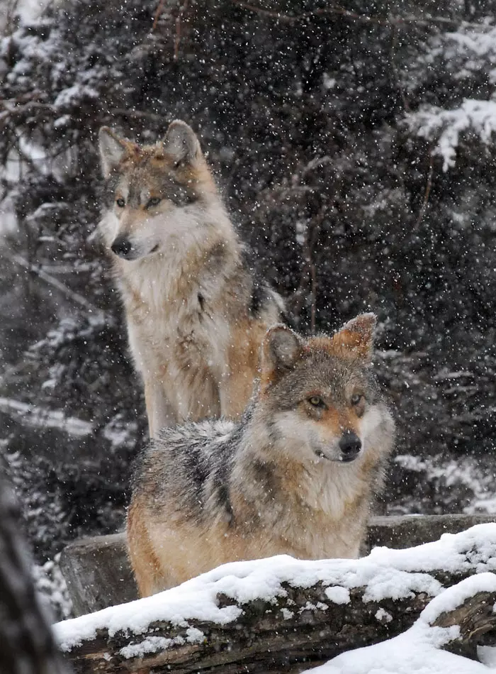 זוג זאבים אפורים בשלג, שיקאגו, ארה"ב. 12.1.2012