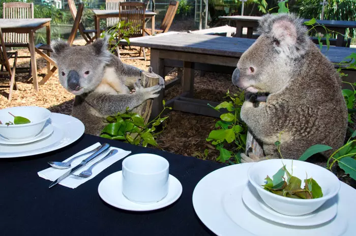 דובי קואלה בארוחת בוקר, אוסטרליה. 13.1.2012