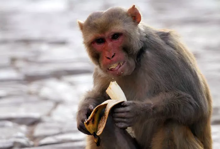 קוף אוכל בננה מחוץ למקדש בג'ייפור, הודו, 21.1.2012