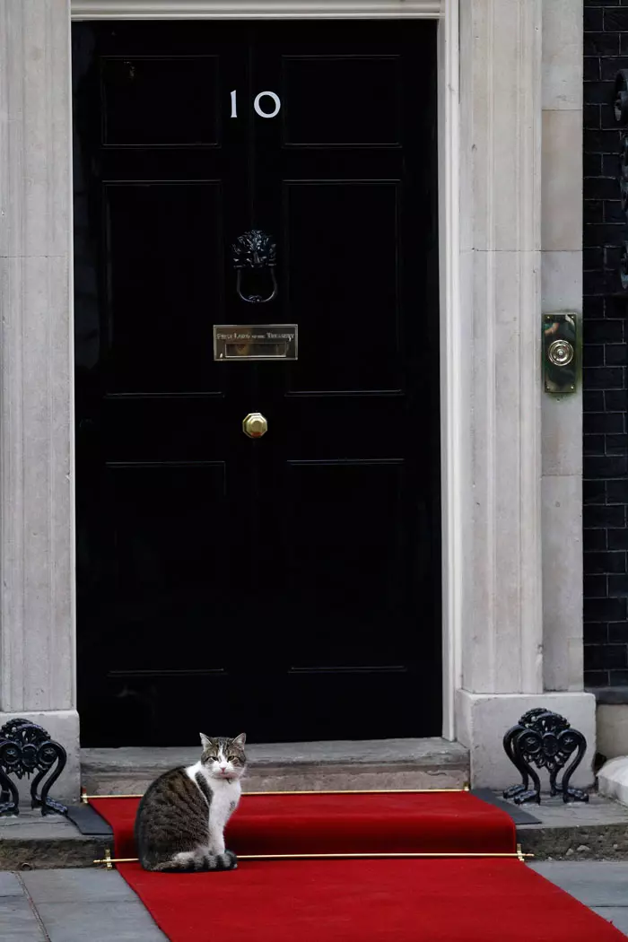 לארי החתול של דאונינג 10 ממתין לפגישה מדינית, לונדון, 16.1.2012
