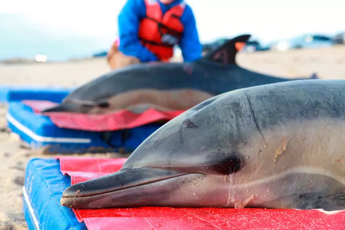 דולפינים לפני שחרורם בחזרה לים, קייפ קוד, מסצ'וסטס, ארצות הברית 17.1.2012