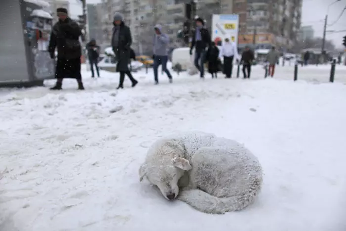 כלב משוטט בעת סופת שלג בעיר בוקרשט, רומניה. 26.1.2012