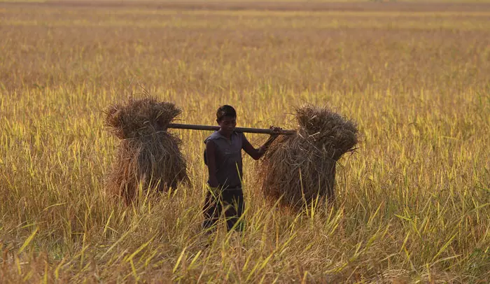 מכאן מגיע 70% מהאורז לאירן. שדה אורז בהודו