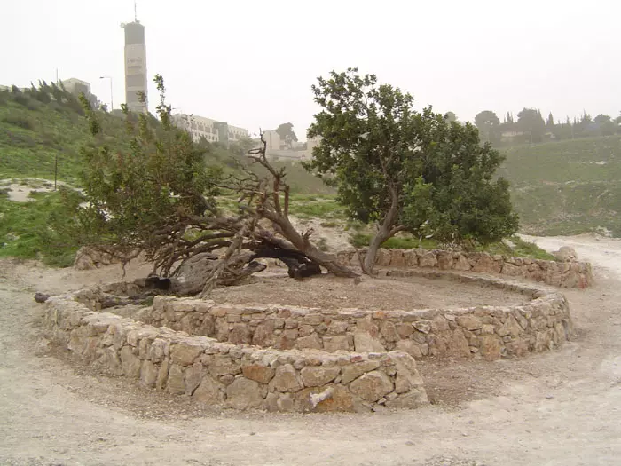 עץ החרוב סופח לשטח הגן הלאומי המתוכנן, כחיץ בין האוניברסיטה לאל-עיסאוויה