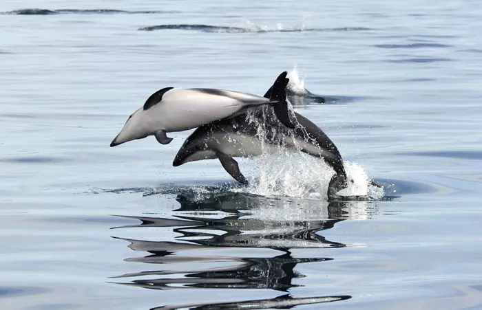 שני דולפינים משחקים באוקיינוס האטלנטי. 11.2.2012