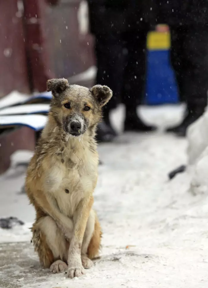 כלב משוטט בשלג, בוקרשט, רומניה. 3.2.2012.1