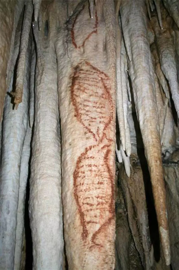 נראה כמו DNA, אבל למעשה מדובר בכלבי ים. ציורי הקיר שהתגלו במערת נרחה