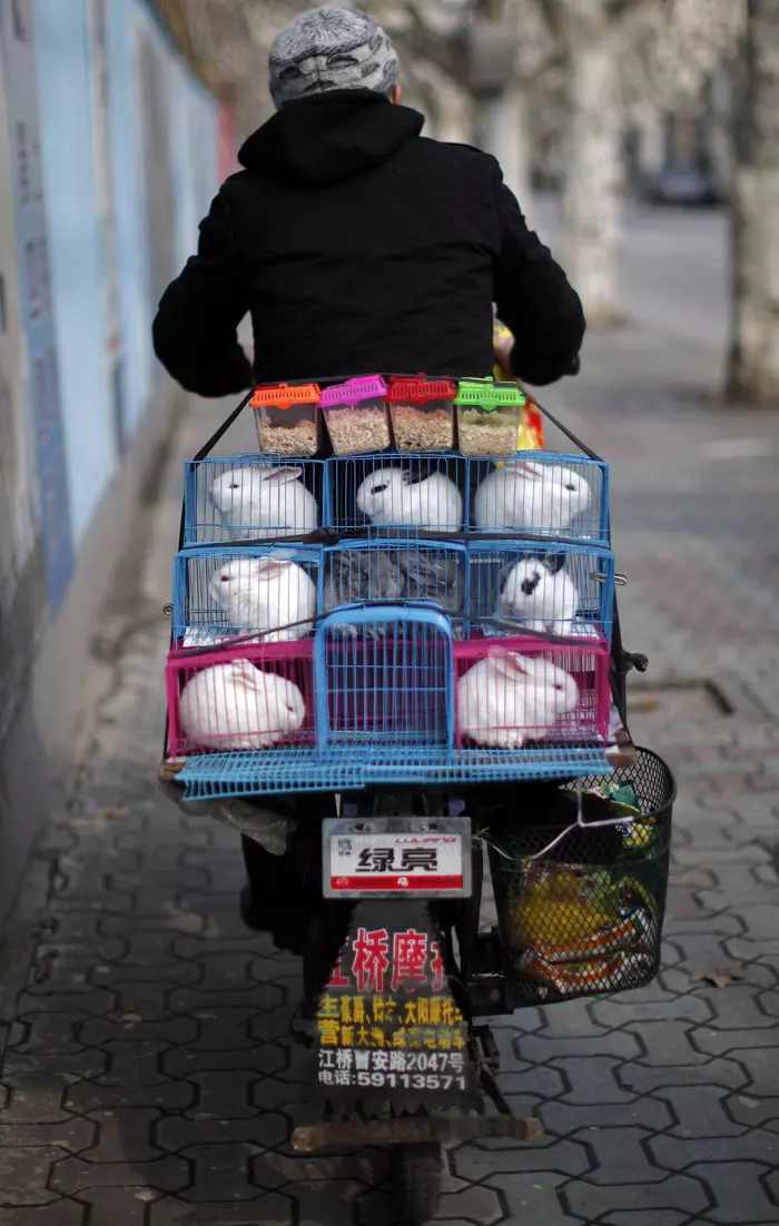 מוכר ארנבים על קטנוע. שנגחאי, סין. 16.2.2012