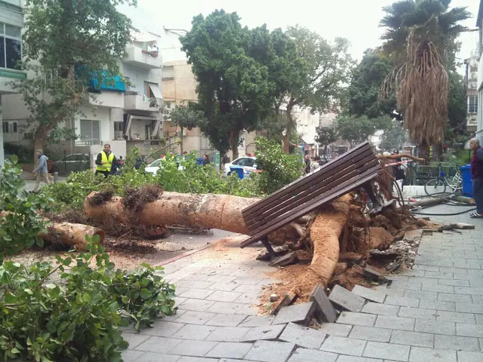 עץ שנפל היום ברחוב קינג ג'ורג' בתל אביב