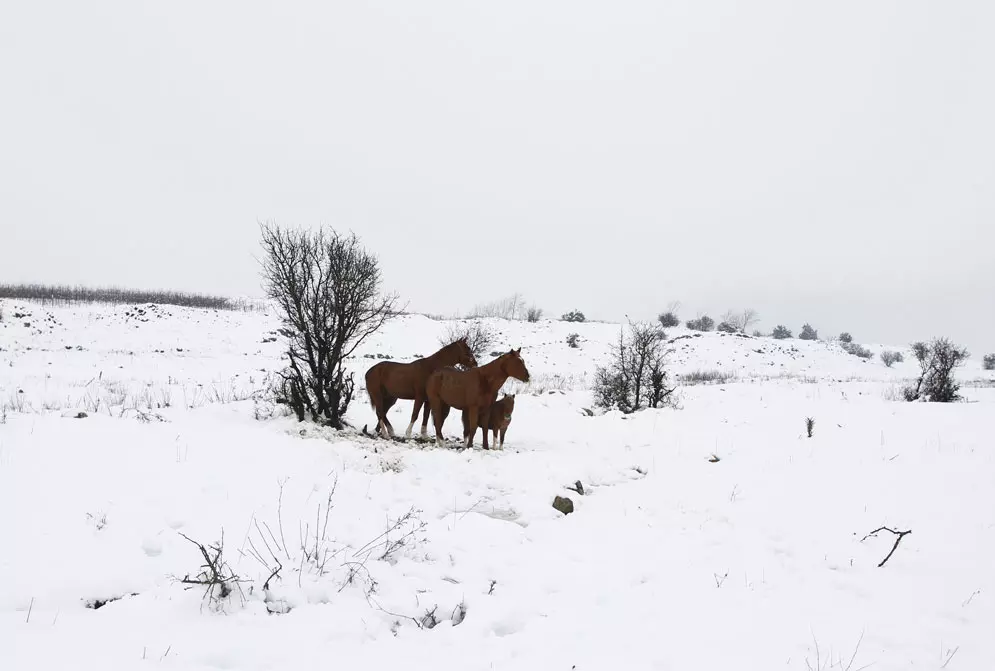 סוסים בשלג, קיבוץ מרום הגולן, ישראל. 1.3.2012