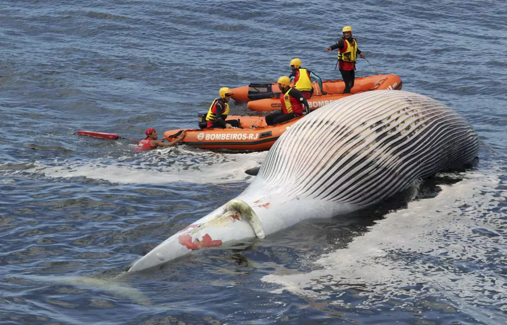 מחלצים את גופתו של לווייתן, ריו דה ז'נירו, ברזיל.