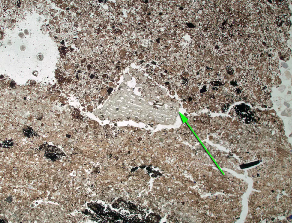 שברי עצם מיקרוסקופיים שנמצאו במערה