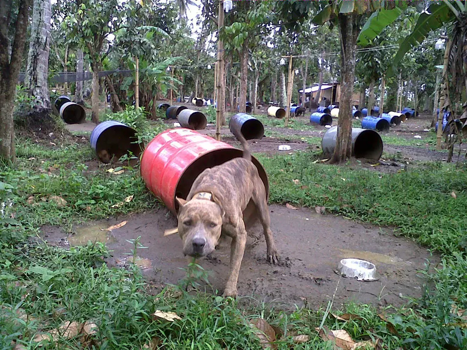 מקלט לכלבים שהוצלו מקרבות . פיליפינים. 31.3.2012