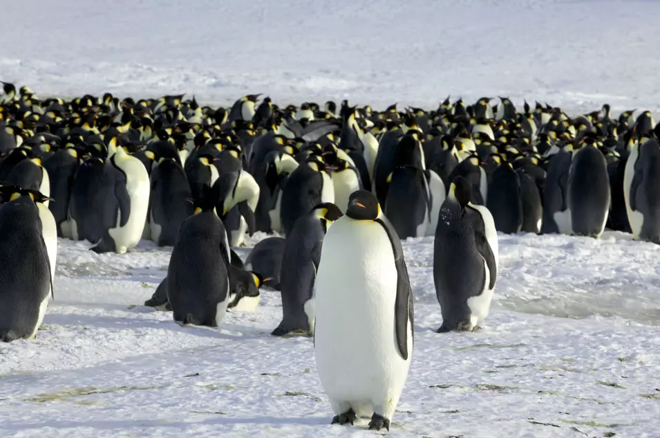 "מלך הקוטב", הפינגווין הקיסרי