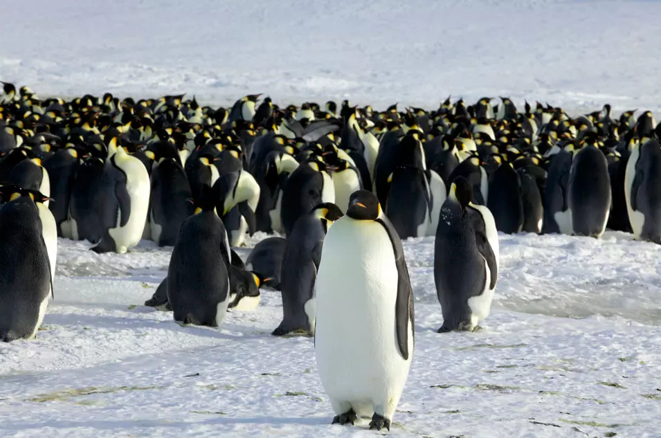 מפקד אוכלוסין של פינגווינים מהחלל. 10.4.2012. אנטרטיקה