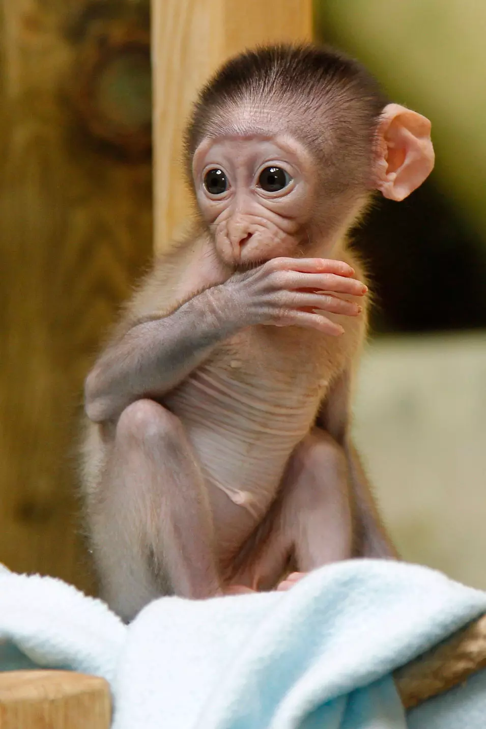 תינוק מקוק בגן החיות בפריז. 19.4.2012
