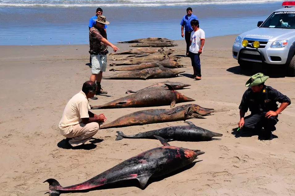 מאות דולפינים נסחפים לחוף. סן חוזה, פרו. 6.4.2012