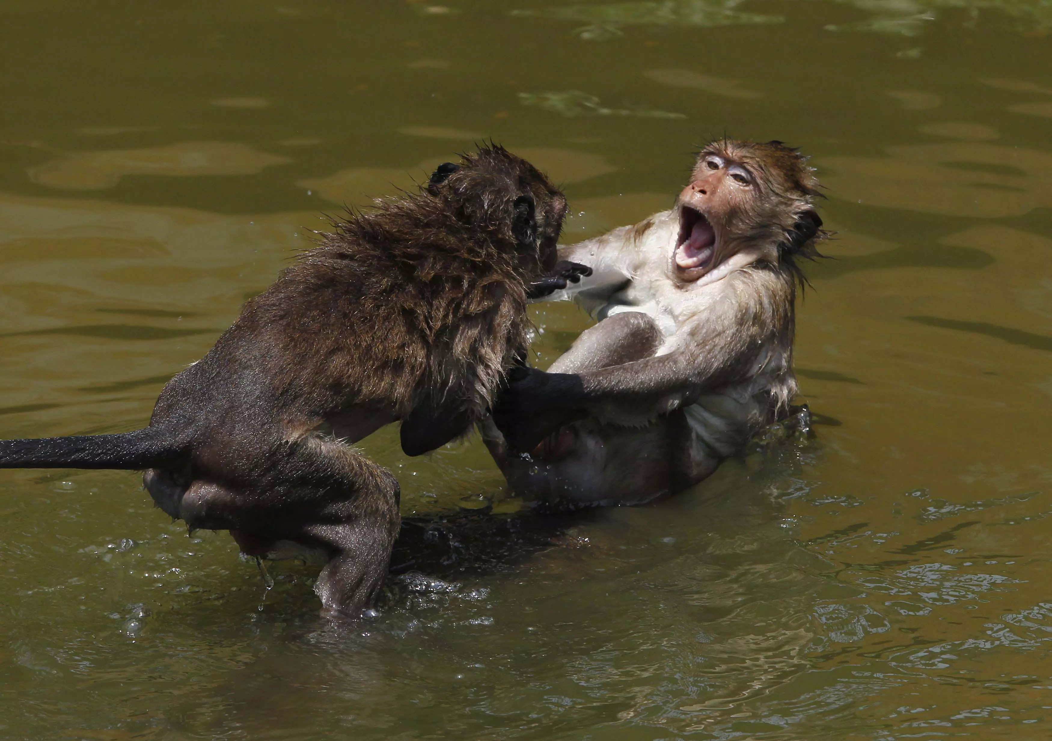 קופים מתקררים במים. בנגקוק, תאילנד. 3.5.2012