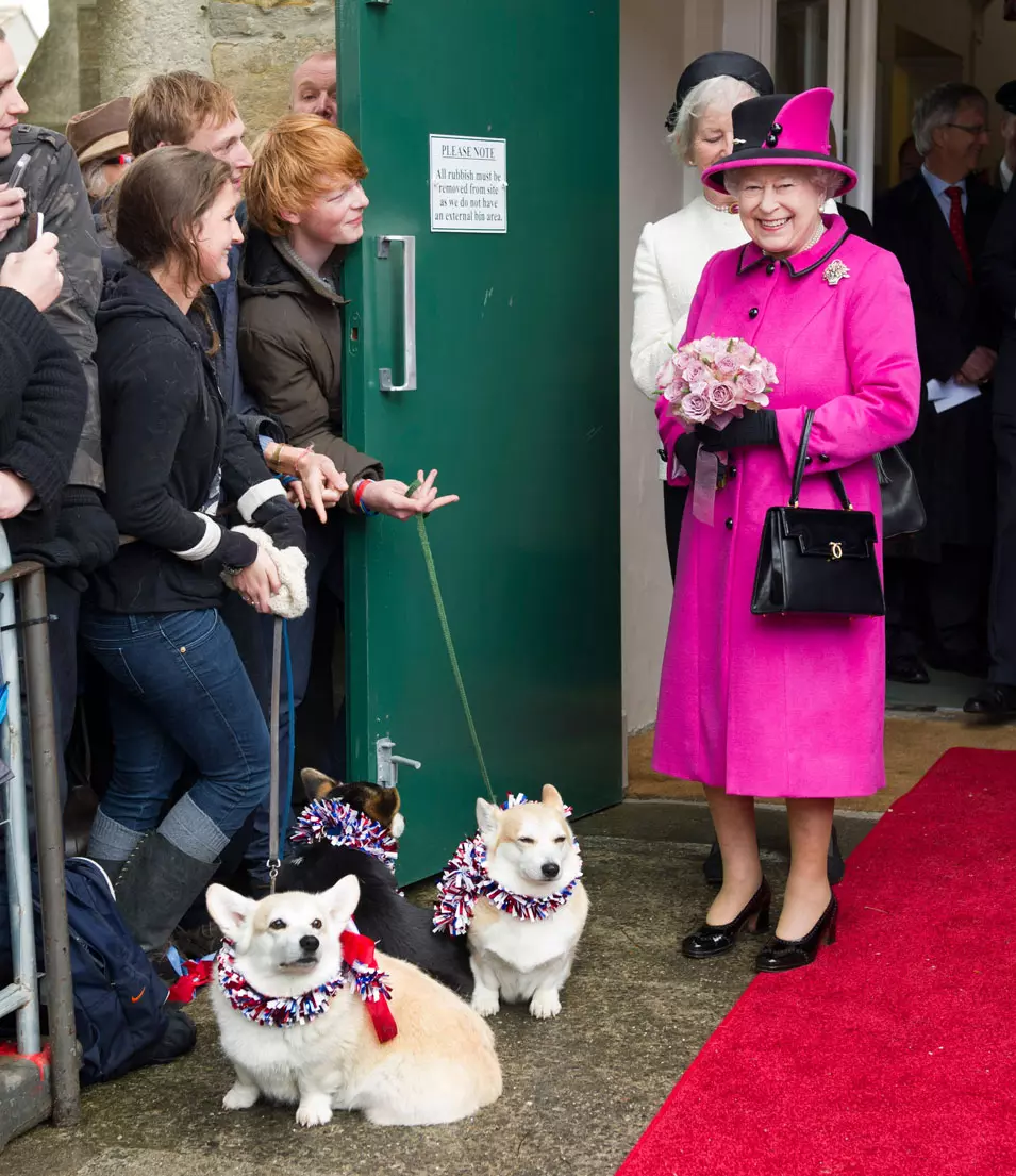כלבי קורגי מברכים את מלכת אנגליה. אנגליה. 1.5.2012