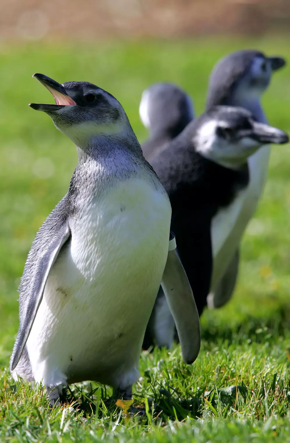 הפינגווינים קיפצו ועשו פוזות למצלמה
