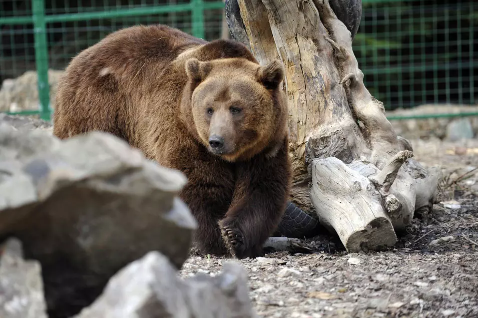2. דואגים לדובים, אוקראינה. 10.5.2012