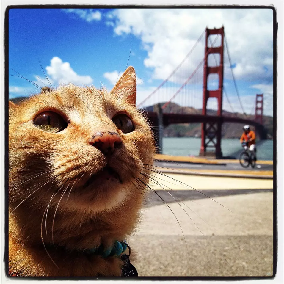 חתול באינסטגרם, סן פרנסיסקו. 25.5.2012