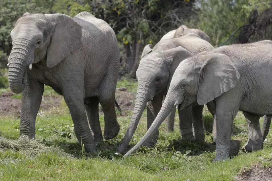 מצילים פילים אפריקנים, מקסיקו. 5.6.2012